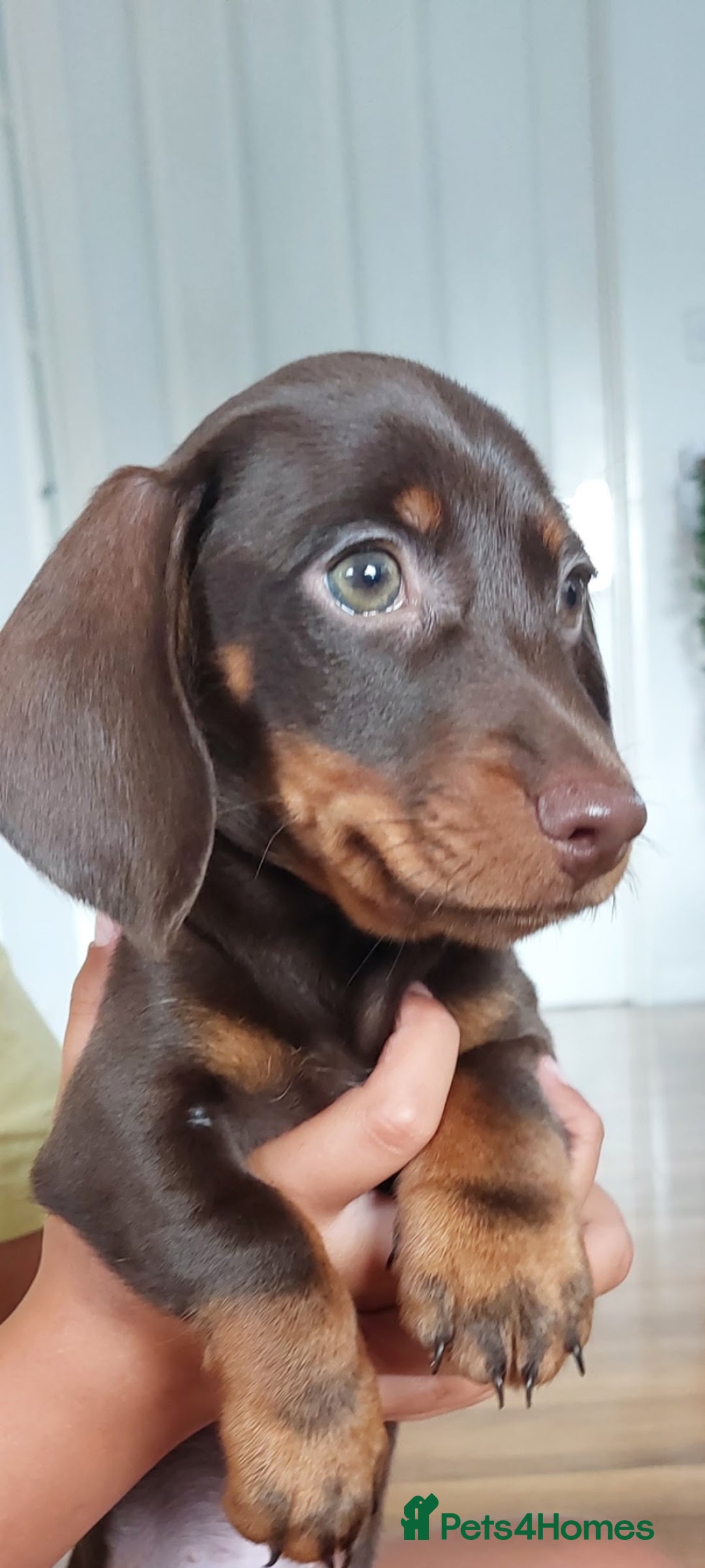 Miniature Dachshund dogs for sale: Minature dachshund  - Image 6