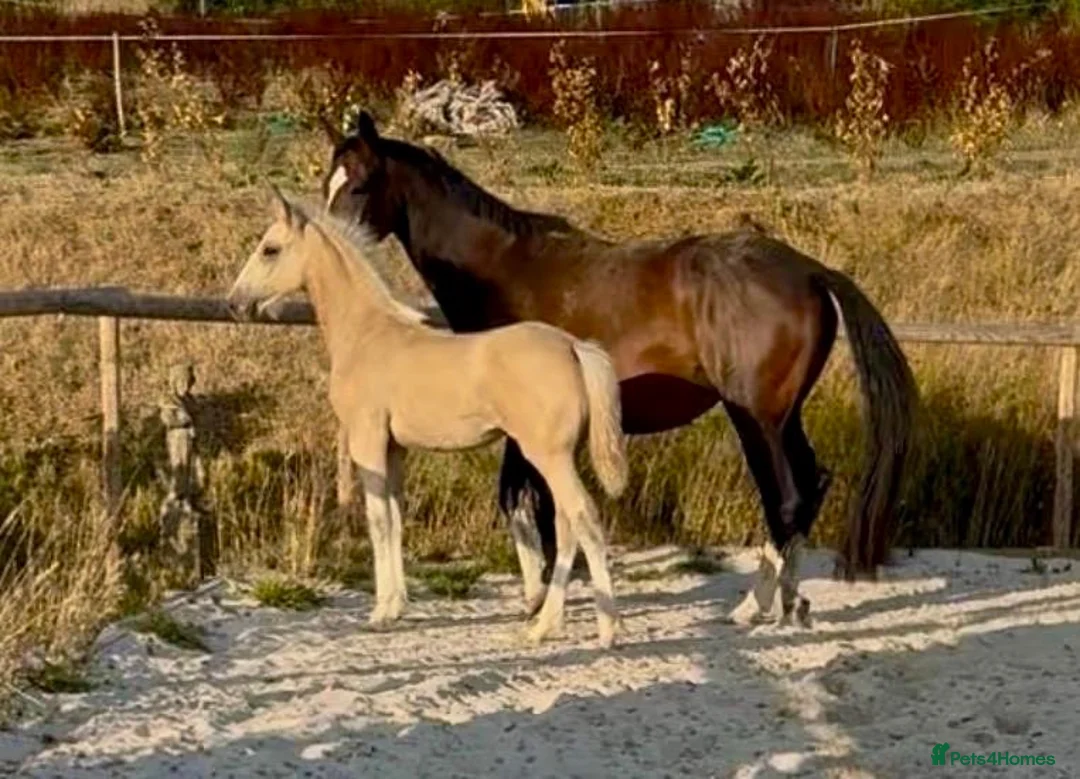KWPN horses for sale: KWPN cross Gypsy vanner buckskin filly  - Advert 1
