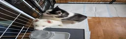 Siberian Husky dogs for sale: EBONY / ARYA SIBERIAN HUSKYS READY TO LEAVE  - Advert 36