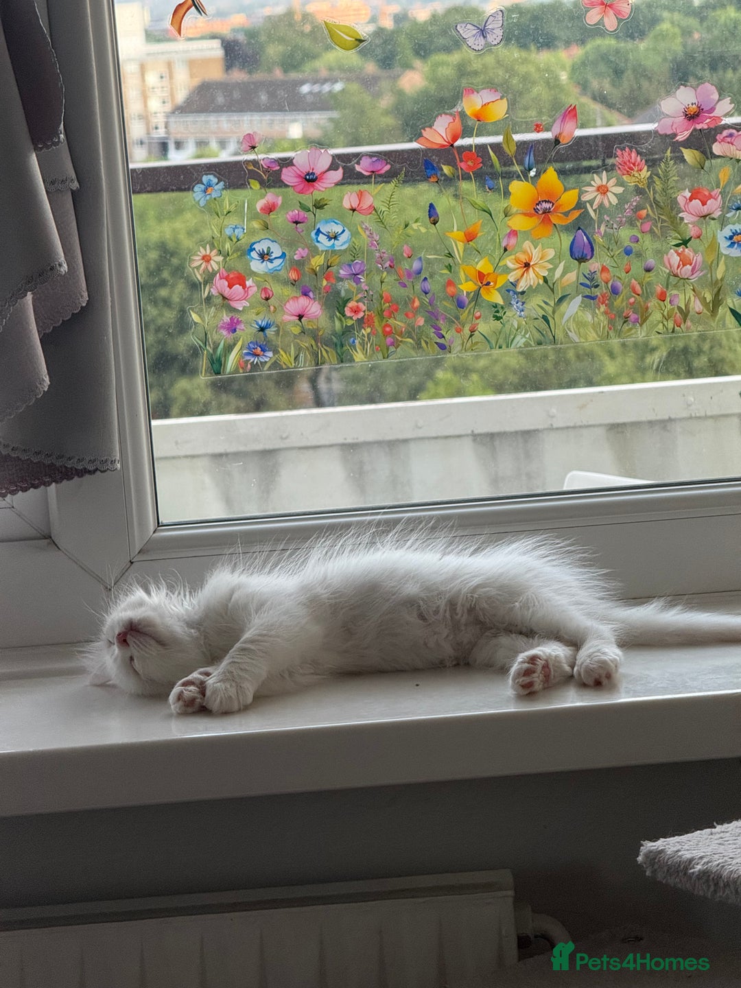 Persian cats for sale: Fluffy indoor kittens-Persian&Main Coon cross  - Image 18