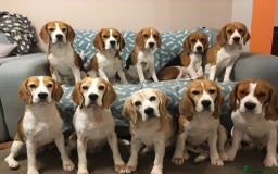 Beagle dogs for stud: TOP PRODUCING STUD CRUFTS QUALIFIED, CHAMPION BRED in Birmingham - Image 11