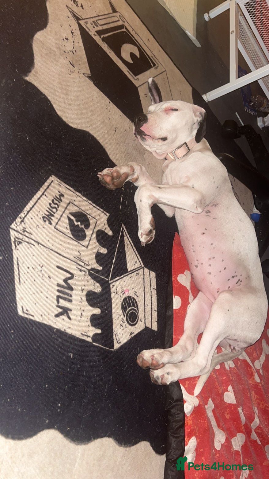 Mixed Breed dogs This is Bella  - Advert 2