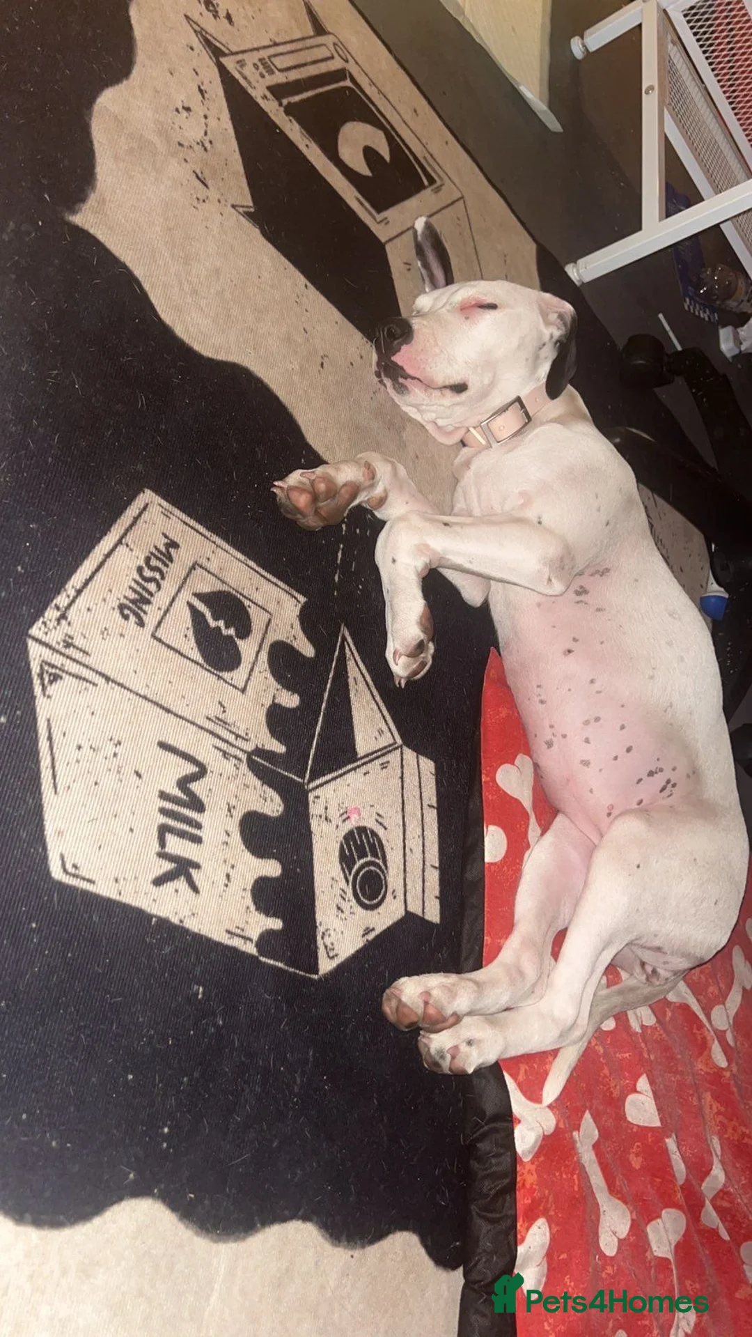 Mixed Breed dogs for sale: This is Bella  - Advert 1