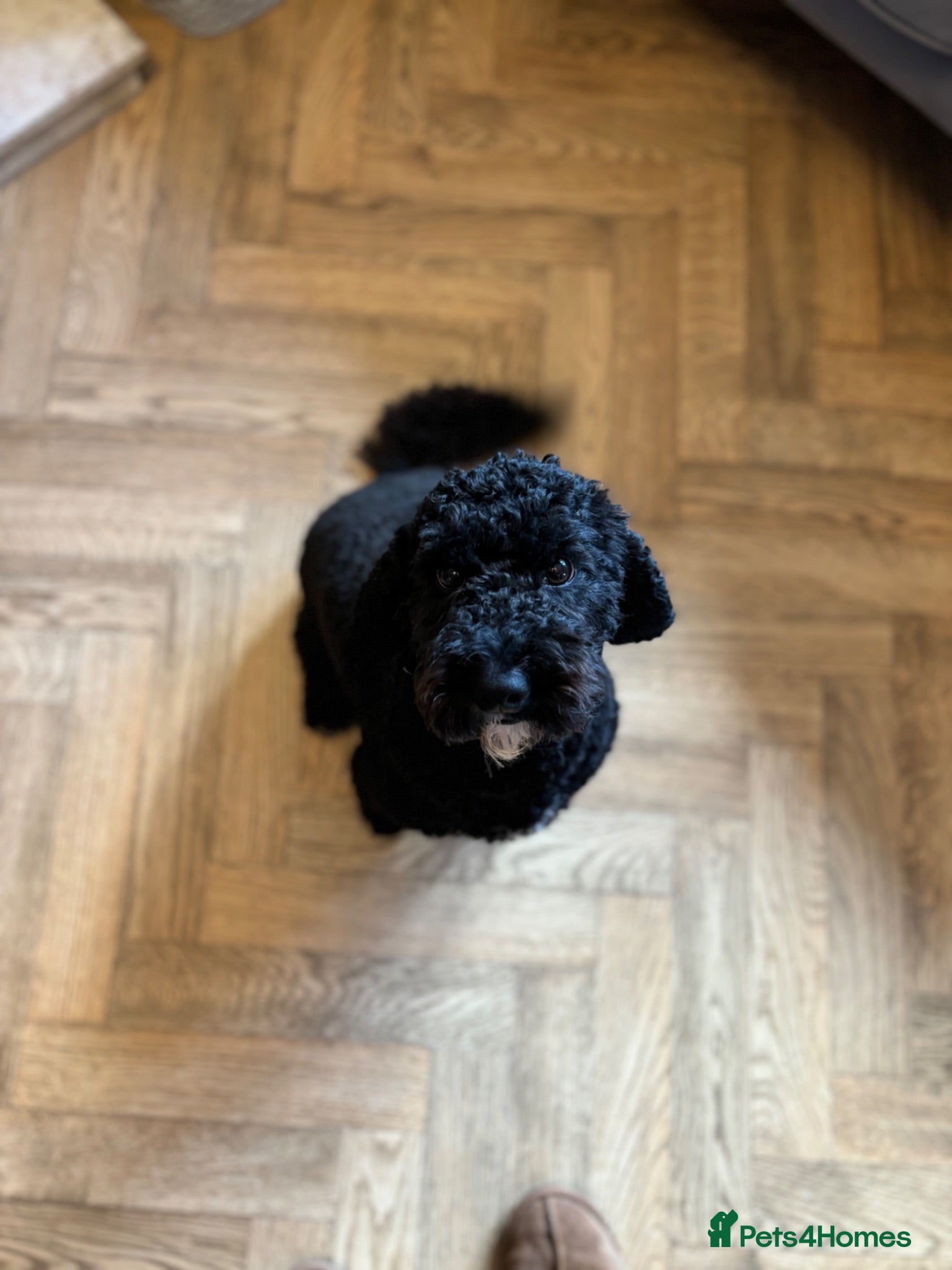 Cockapoo dogs Cockapoo bitch Nala 4 years old  - Advert 1