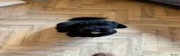 Cockapoo dogs for sale: Cockapoo bitch Nala 4 years old  - Advert 1