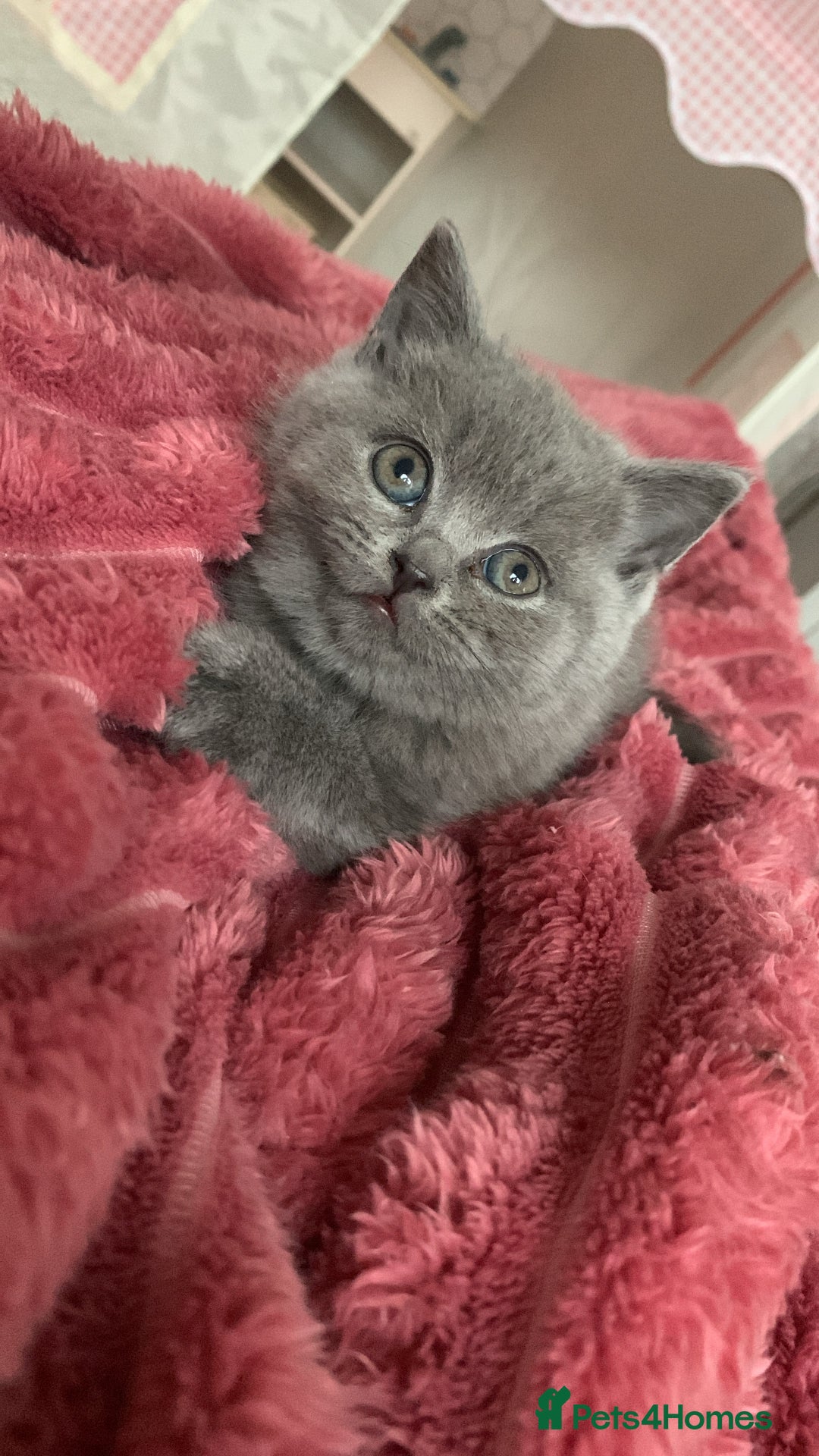 British Shorthair cats for sale: British shorthair - Advert 5