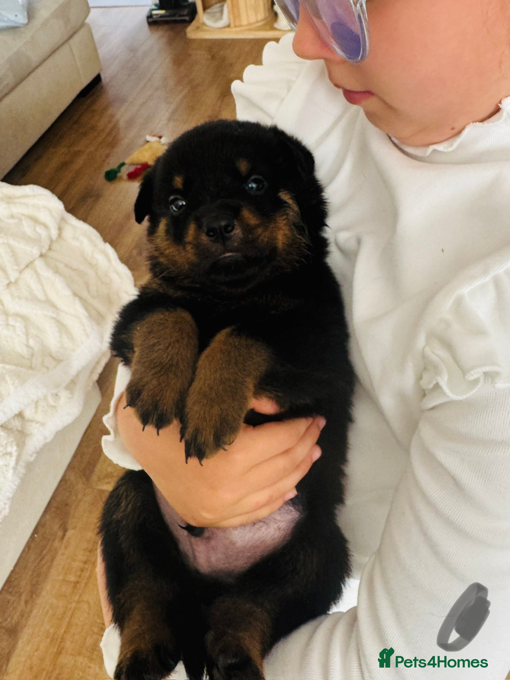 Rottweiler dogs for sale: Pedigree Rottweiler puppies for sale - Advert 27