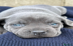 Cane Corso dogs for sale: Beautiful Blue Cane Corso Girls Ready Now - Image 2