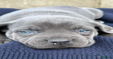 Cane Corso dogs - Advert 3