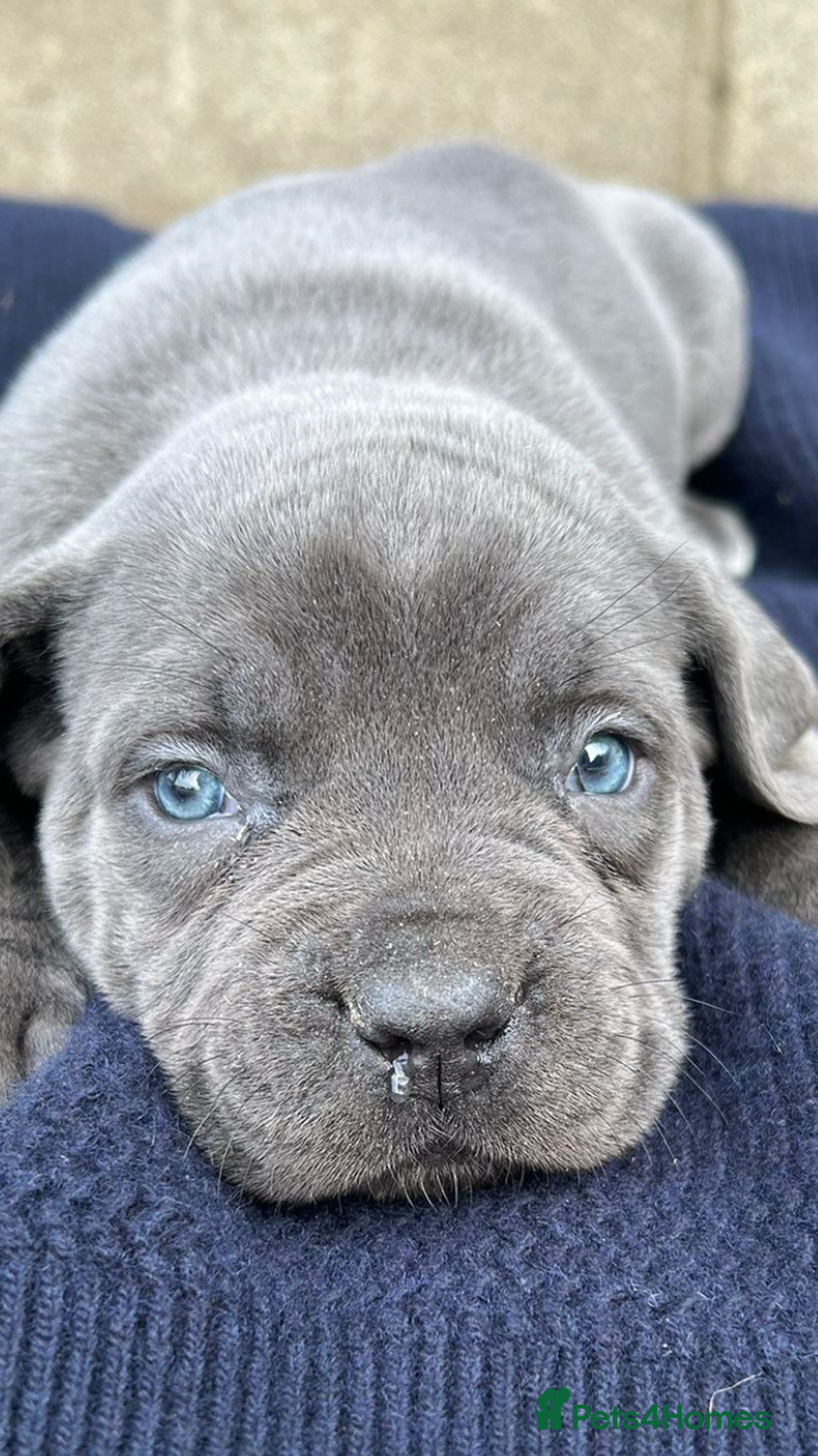 Cane Corso dogs for sale: Beautiful Blue Cane Corso Girls Ready Now - Image 2