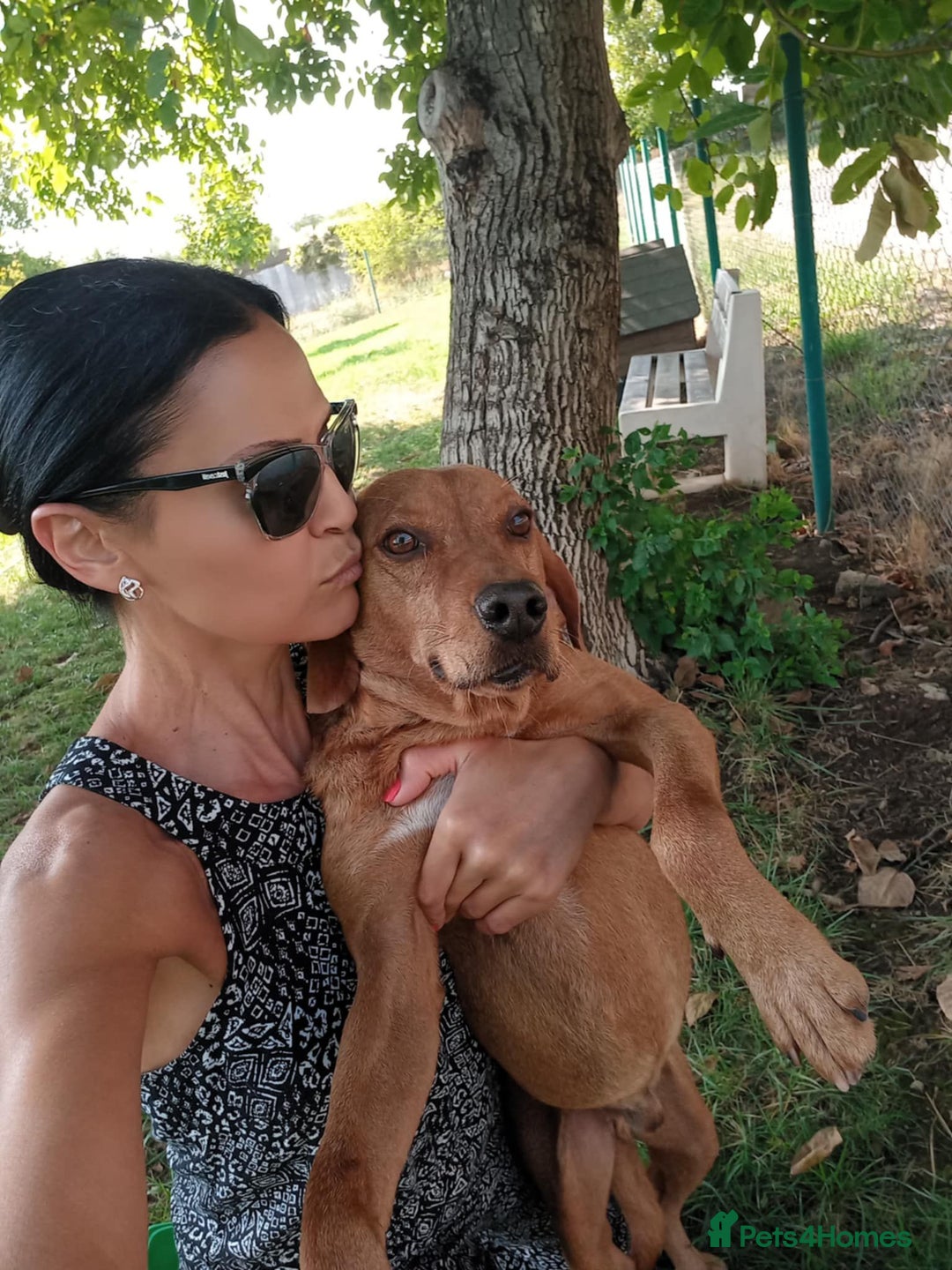 Mixed Breed dogs for adoption: Beanie Boy, 3-4 yrs old. Available for adoption. - Advert 3