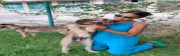 Mixed Breed dogs for adoption: Clyde, 1 yr old approx. Available for adoption. in Brixham - Advert 13