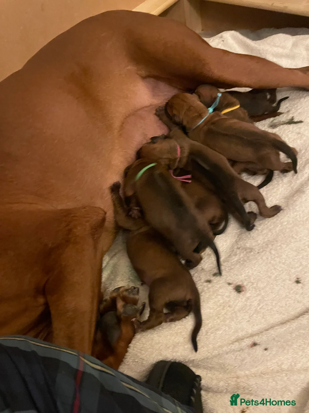 Rhodesian Ridgeback dogs for sale: Beautiful Rhodesian Ridgeback pups - Advert 29