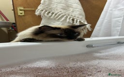 Ragdoll cats for stud: Ollie - Ragdoll Stud Available - Playful & Loving - Image 11