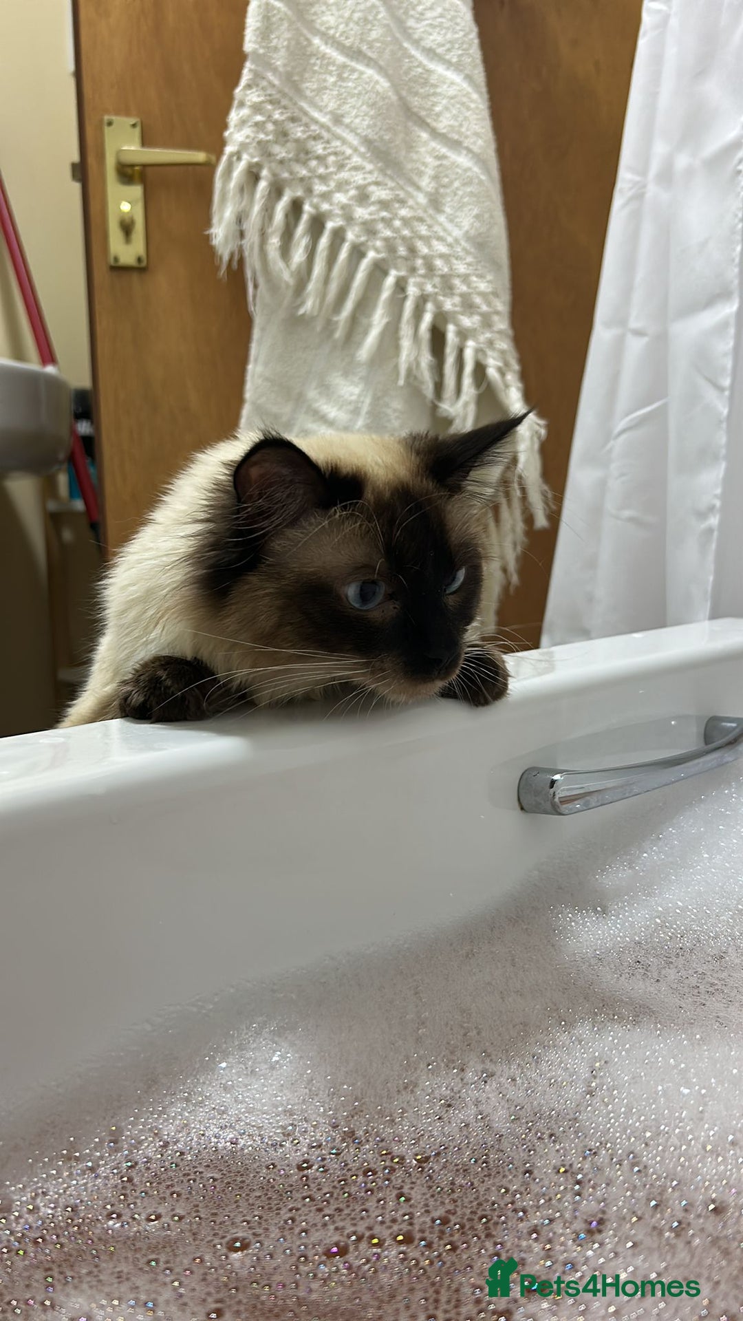Ragdoll cats for stud: Ollie - Ragdoll Stud Available - Playful & Loving - Image 11