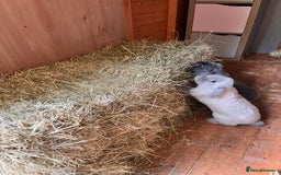 Mini Lop rabbits for sale: Male and Female bonded mini lops for sale - Image 6