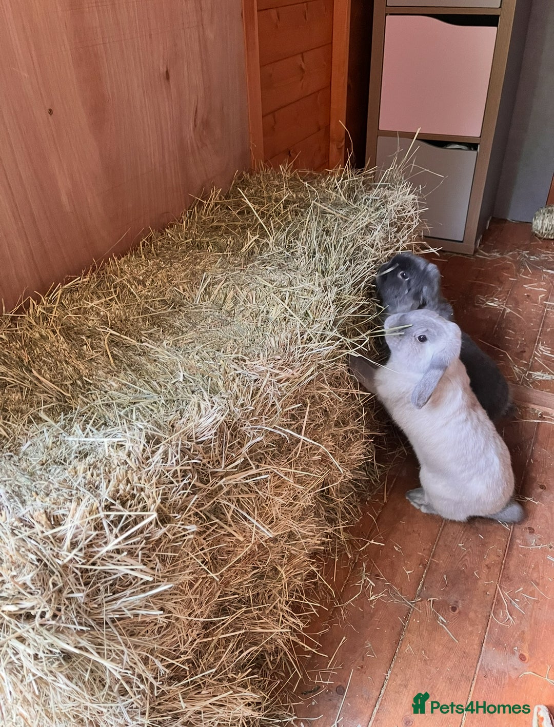 Mini Lop rabbits for sale: Male and Female bonded mini lops for sale - Image 6