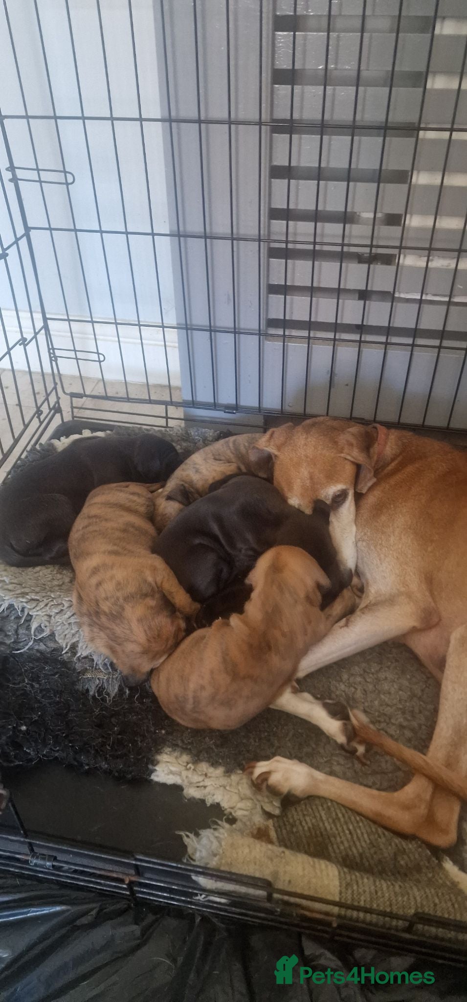 Mixed Breed dogs Whippet X Lurcher Puppies - Advert 4