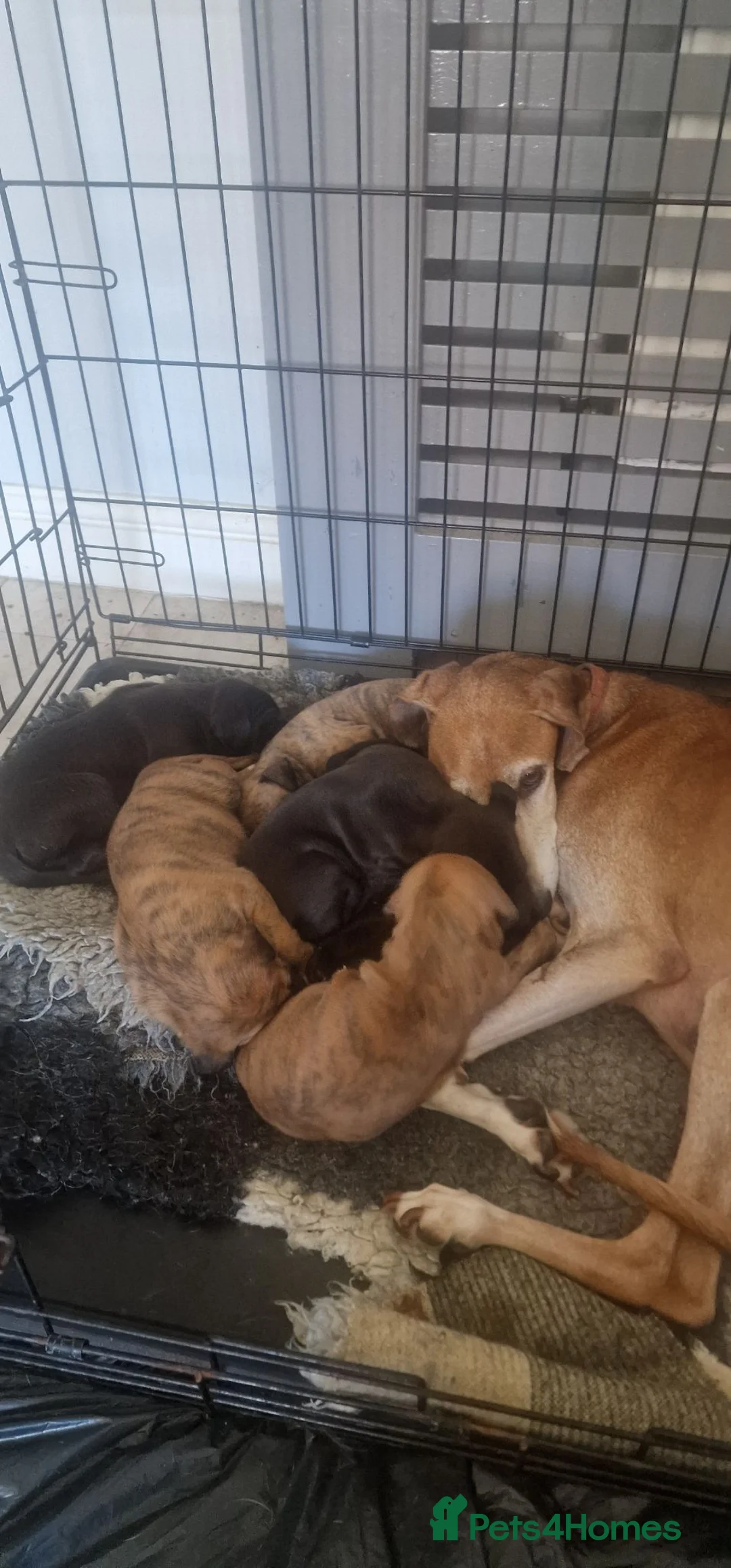 Mixed Breed dogs for sale: Whippet X Lurcher Puppies - Advert 1