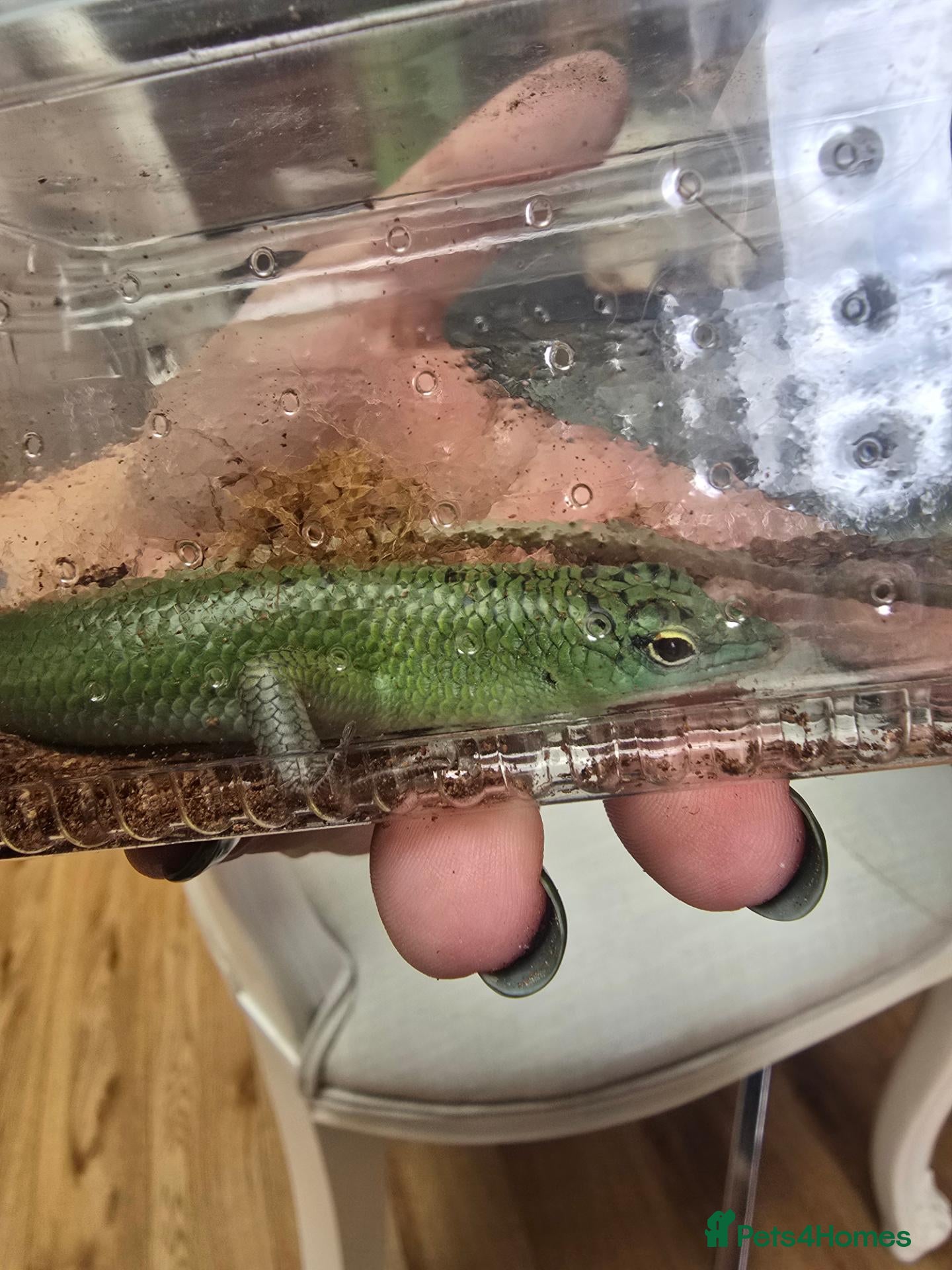 Skink reptiles Male Emerald tree skink - Advert 4