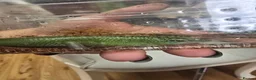 Skink reptiles for sale: Male Emerald tree skink in Warlingham - Advert 1