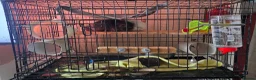Chinchilla rodents for sale: 2 Female Friendly Chinchillas  - Advert 4