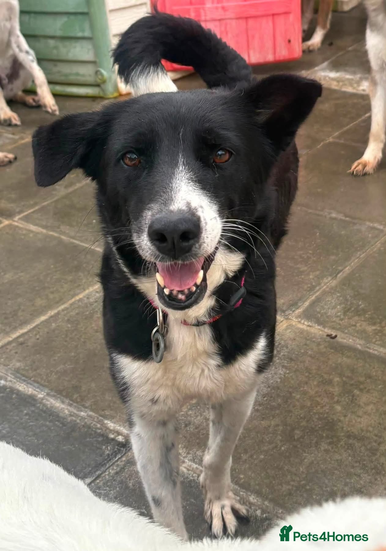Mixed Breed dogs Mandy - Norwich Norfolk  - Advert 1