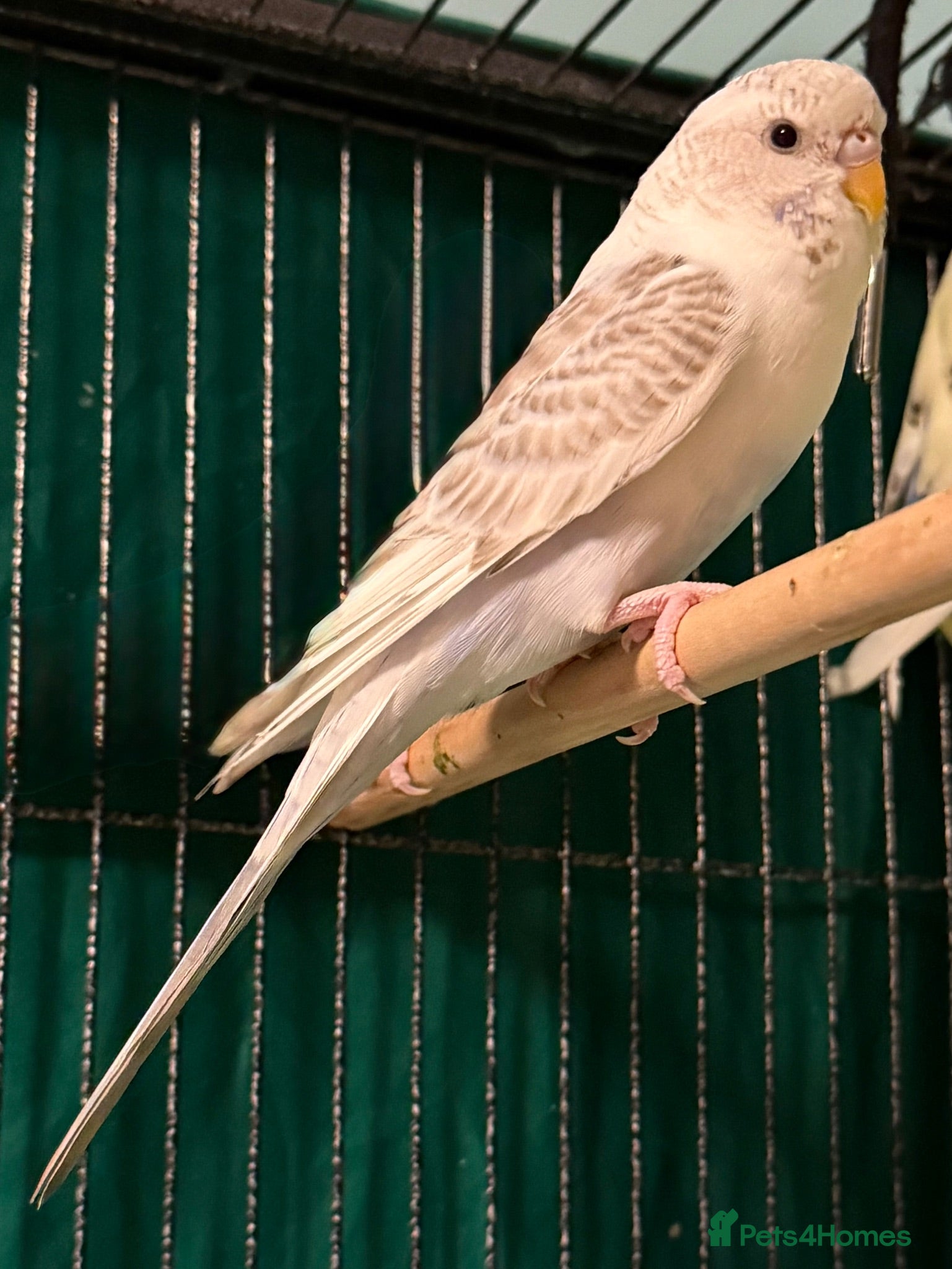 Budgerigars birds  Beautiful 9 week old budgies available  - Advert 1