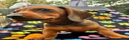 Dachshund dogs for sale: Dachshund Puppies ready for their forever homes - Advert 33