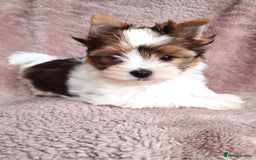 Yorkshire Terrier dogs for sale: Very Beautiful puppies, pure yorkshire terriers  - Advert 14