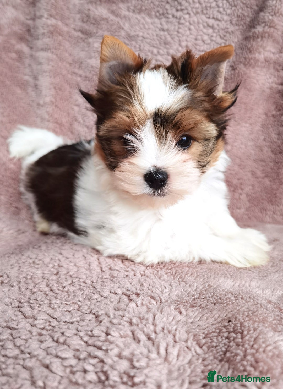 Yorkshire Terrier dogs for sale: Very Beautiful puppies, pure yorkshire terriers  - Advert 14