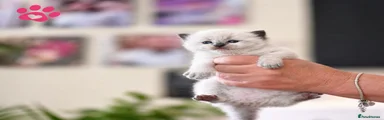 Ragdoll Kitten 4