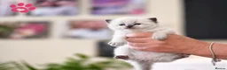 Ragdoll cats for sale: 9 beautiful ragdoll kittens  - Advert 3
