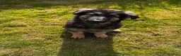 German Shepherd dogs for sale: 4 month old german shepherd puppy  - Advert 5