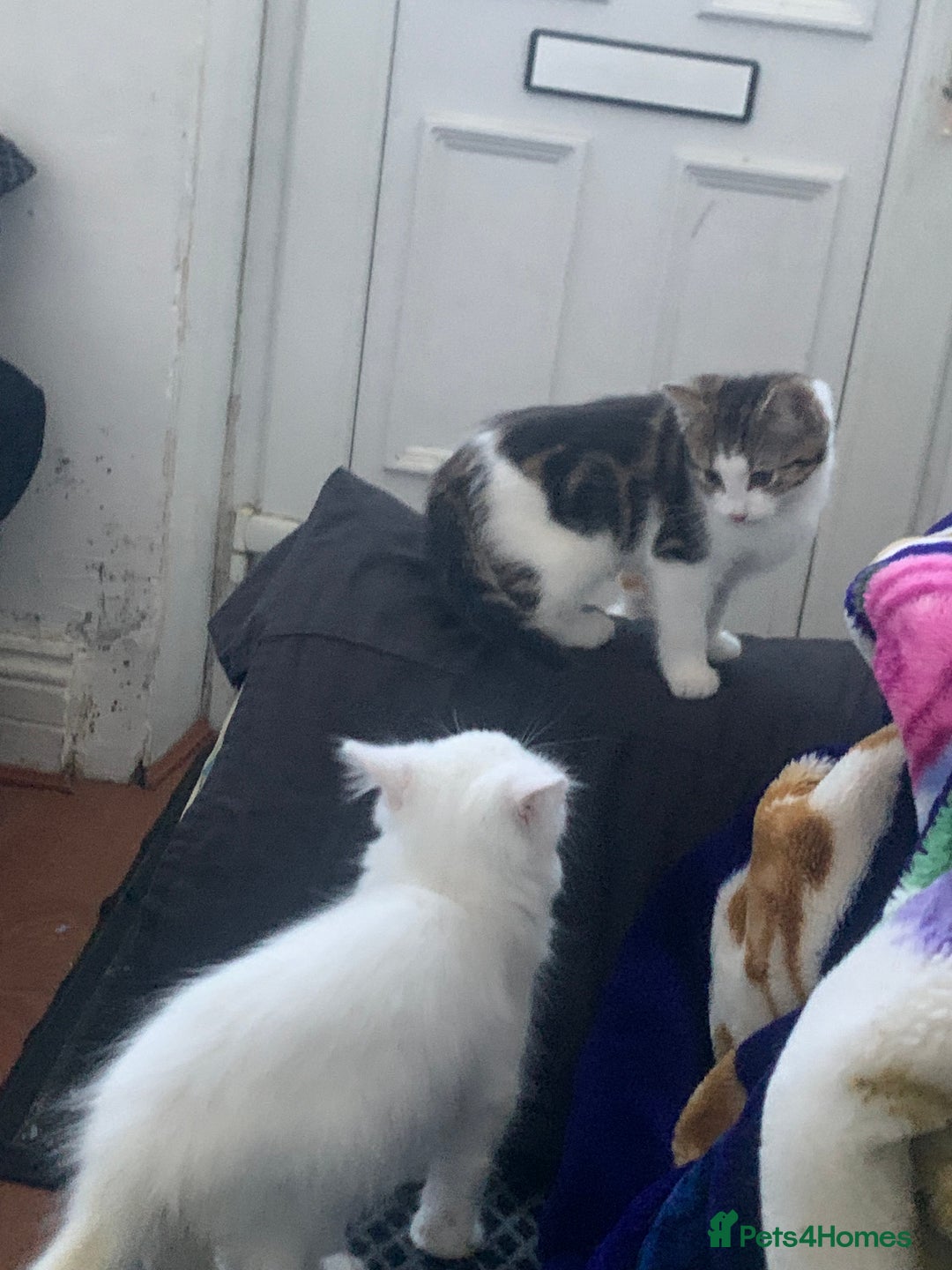 British Shorthair cats for sale: 3 Kitten ready to leave today  - Advert 24