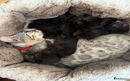 Bengal cats for sale: Mix bread - Image 1