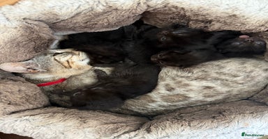 Bengal cats - Advert 5