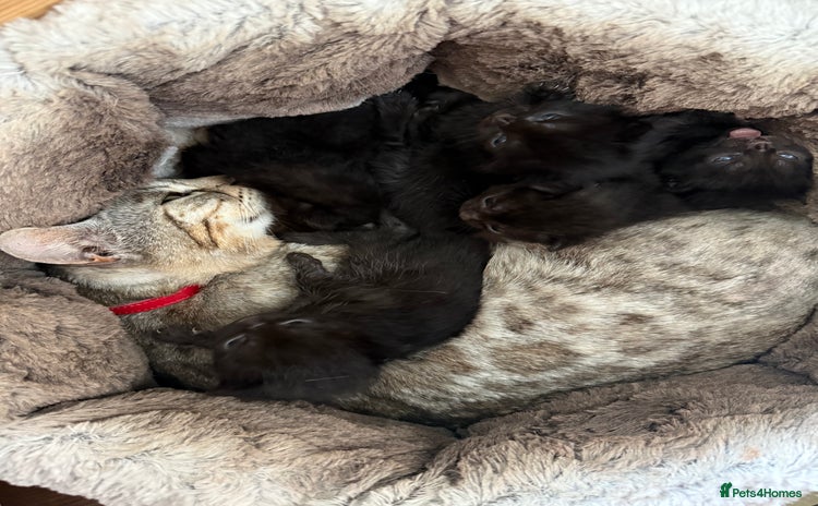 Bengal cats - Advert 1