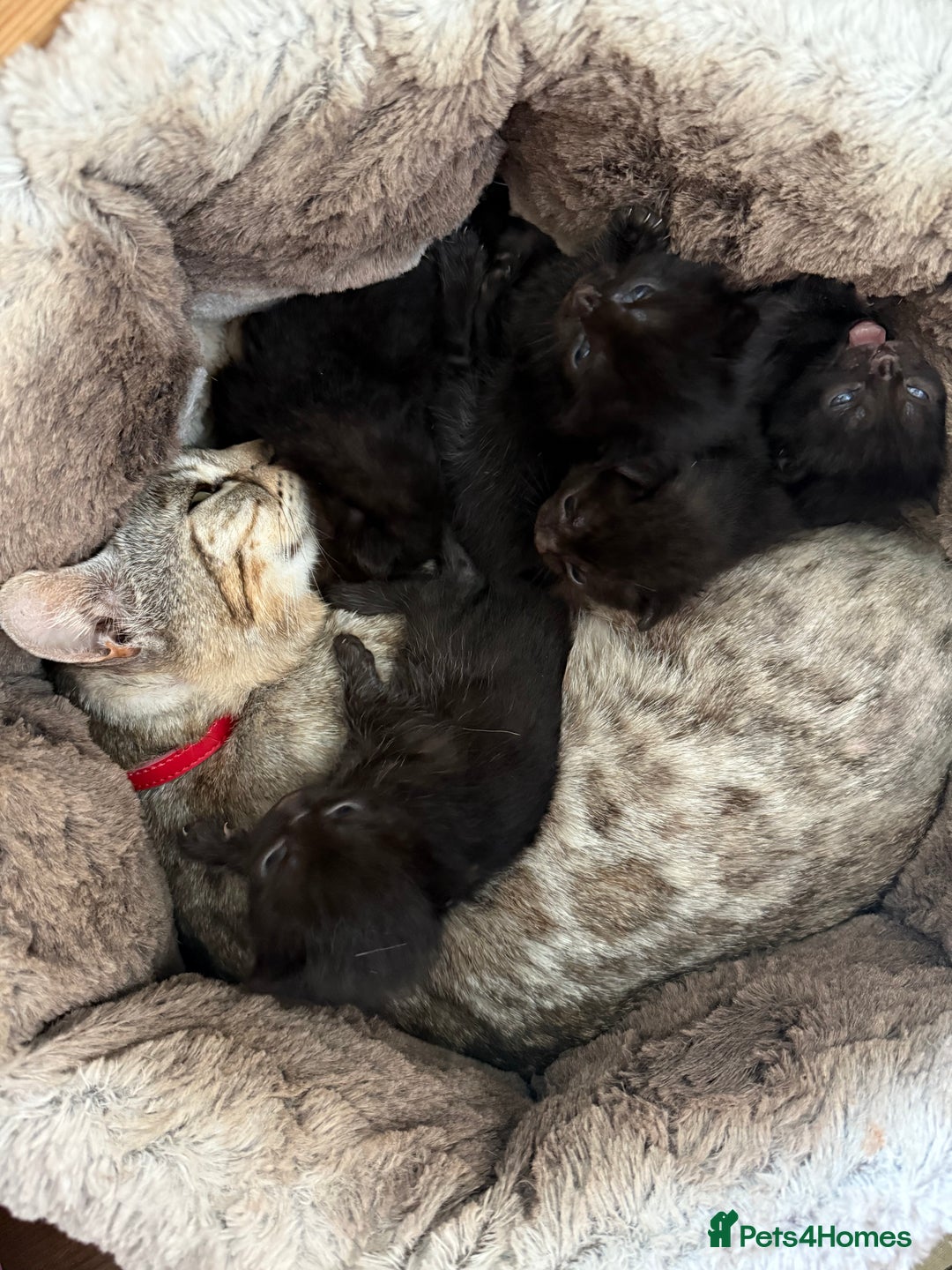 Bengal cats for sale: Mix bread - Image 1
