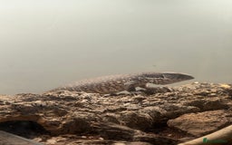 Monitor reptiles for sale: Bosc Monitor - Image 2