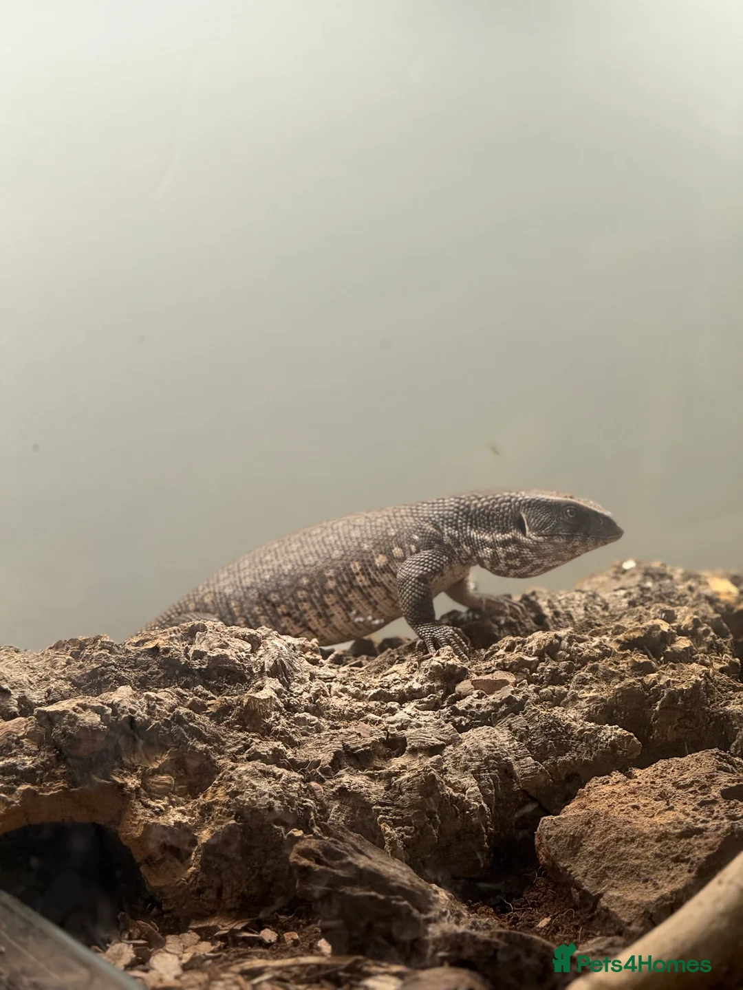 Monitor reptiles for sale: Bosc Monitor - Advert 2