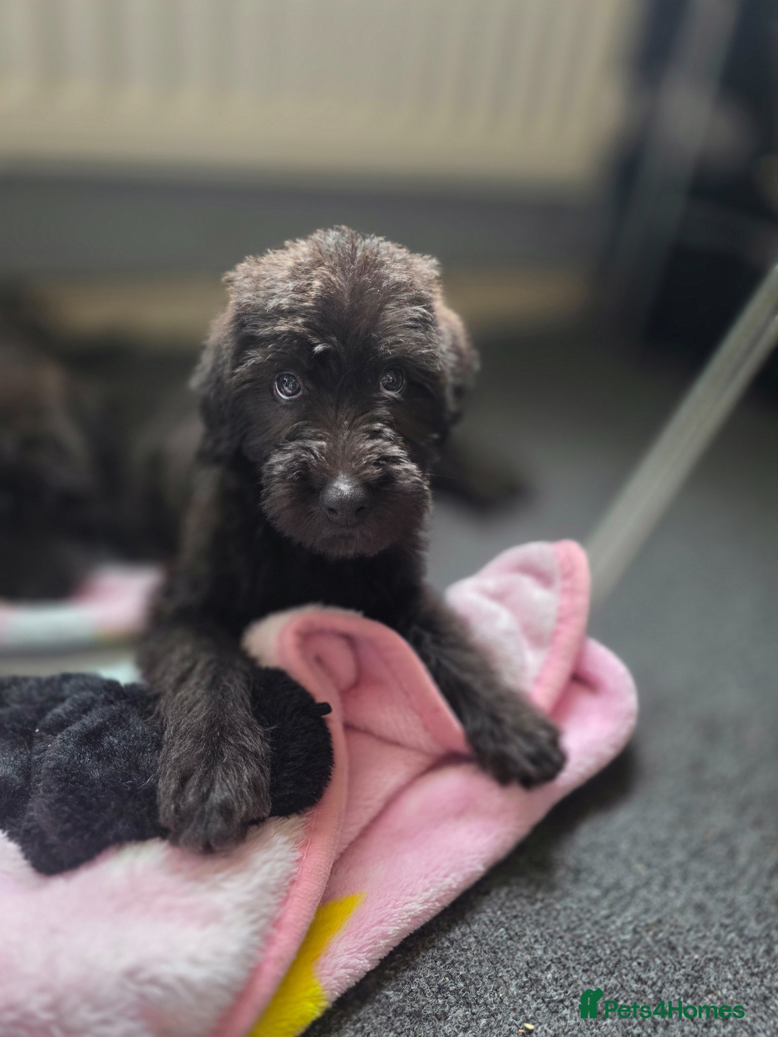 Lurcher dogs Deerhound Greyhound Collie/Bedlington  - Advert 1