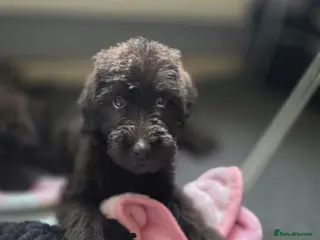 Lurcher dogs Deerhound Greyhound Collie/Bedlington - Advert 1