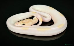 Python Snake reptiles for sale: Royal pythons  - Image 29
