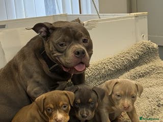 American Bully dogs 3 Quality American Pocket Bullies - Advert 5