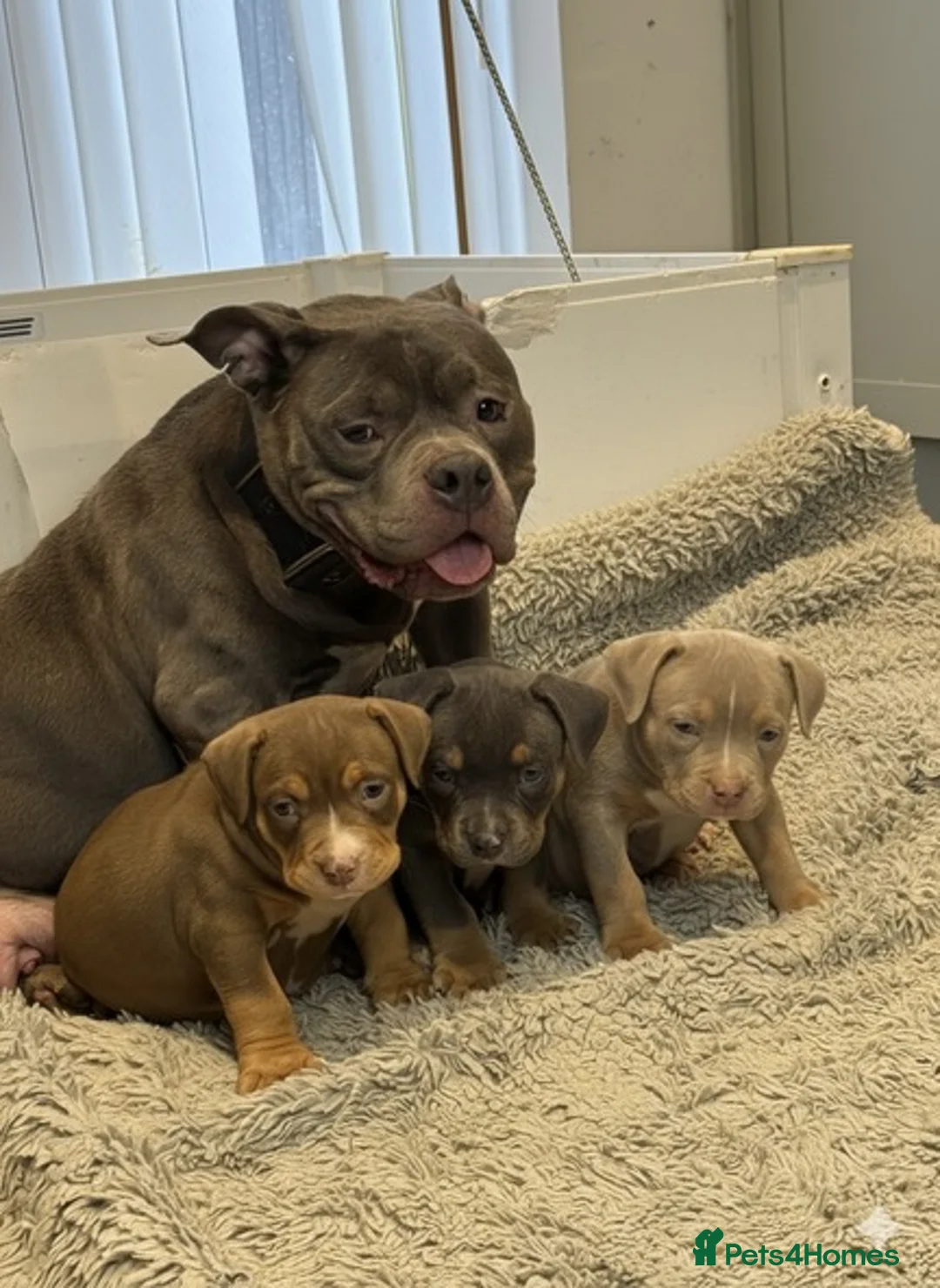American Bully dogs for sale: 3 Quality American Pocket Bullies - Advert 1
