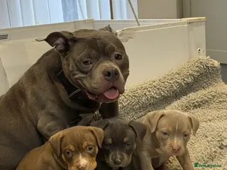 American Bully dogs 3 Quality American Pocket Bullies - Advert 13