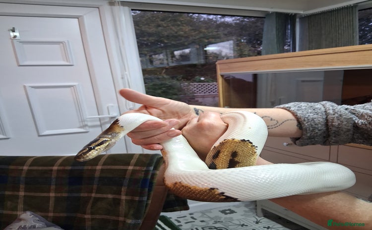 Python Snake reptiles - Advert 2