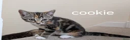 Mixed Breed cats for sale: 2 mixed tabby kittens female in Mansfield - Advert 2