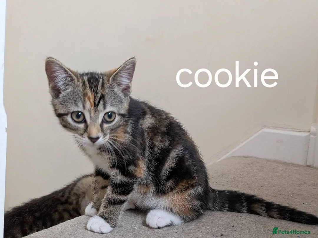 Mixed Breed cats for sale: 2 mixed tabby kittens female in Mansfield - Advert 2